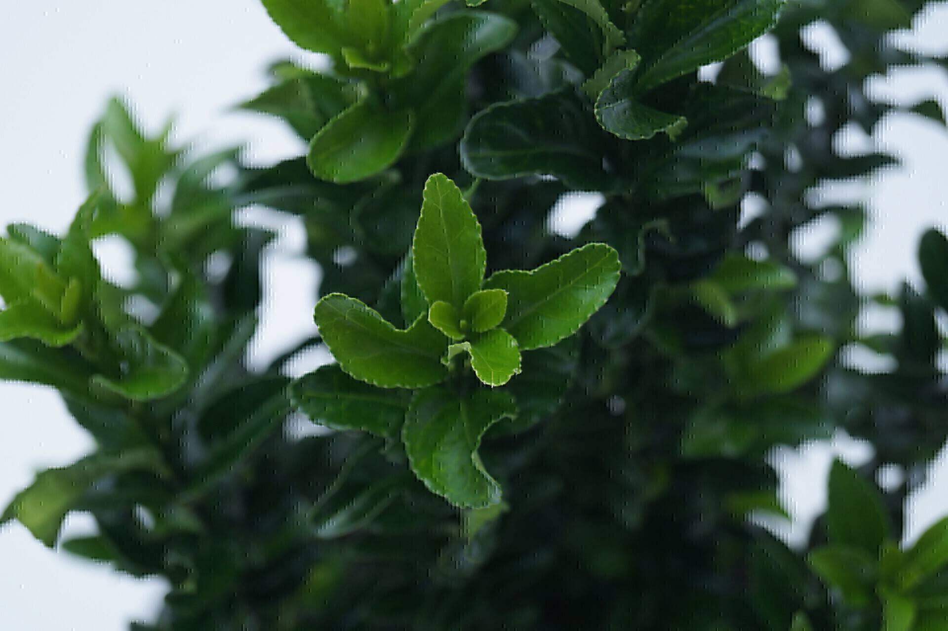 Euonymus japonicus Green Spire_02